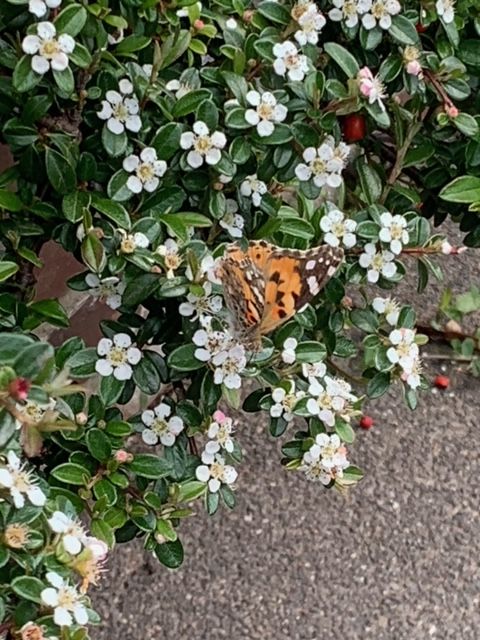 Painted Lady Muswell Hill 16 May