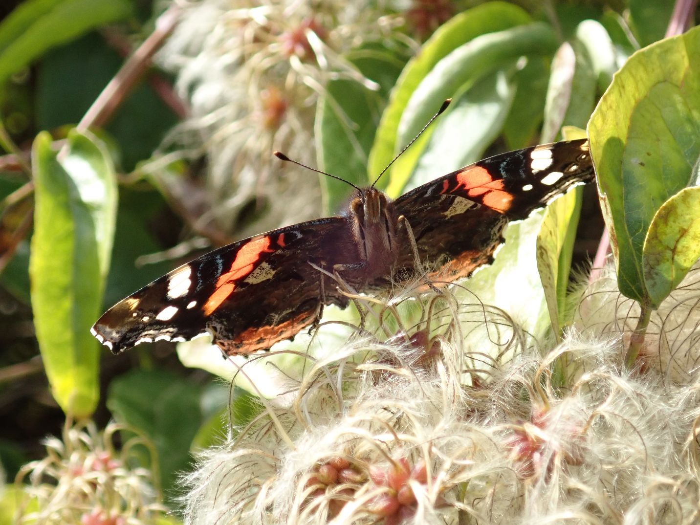 Red Admiral Great Offley 17 Oct