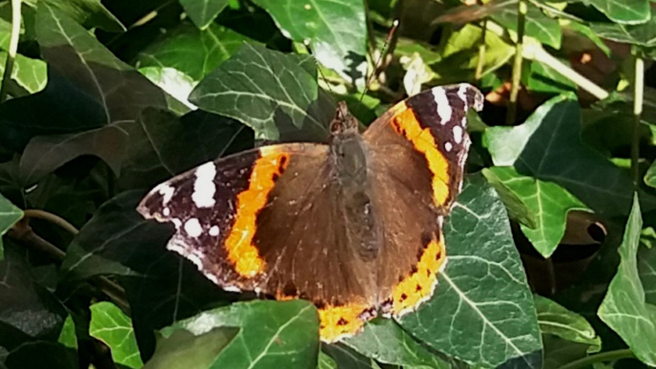 Red Admiral Queen Square, London 25 Feb