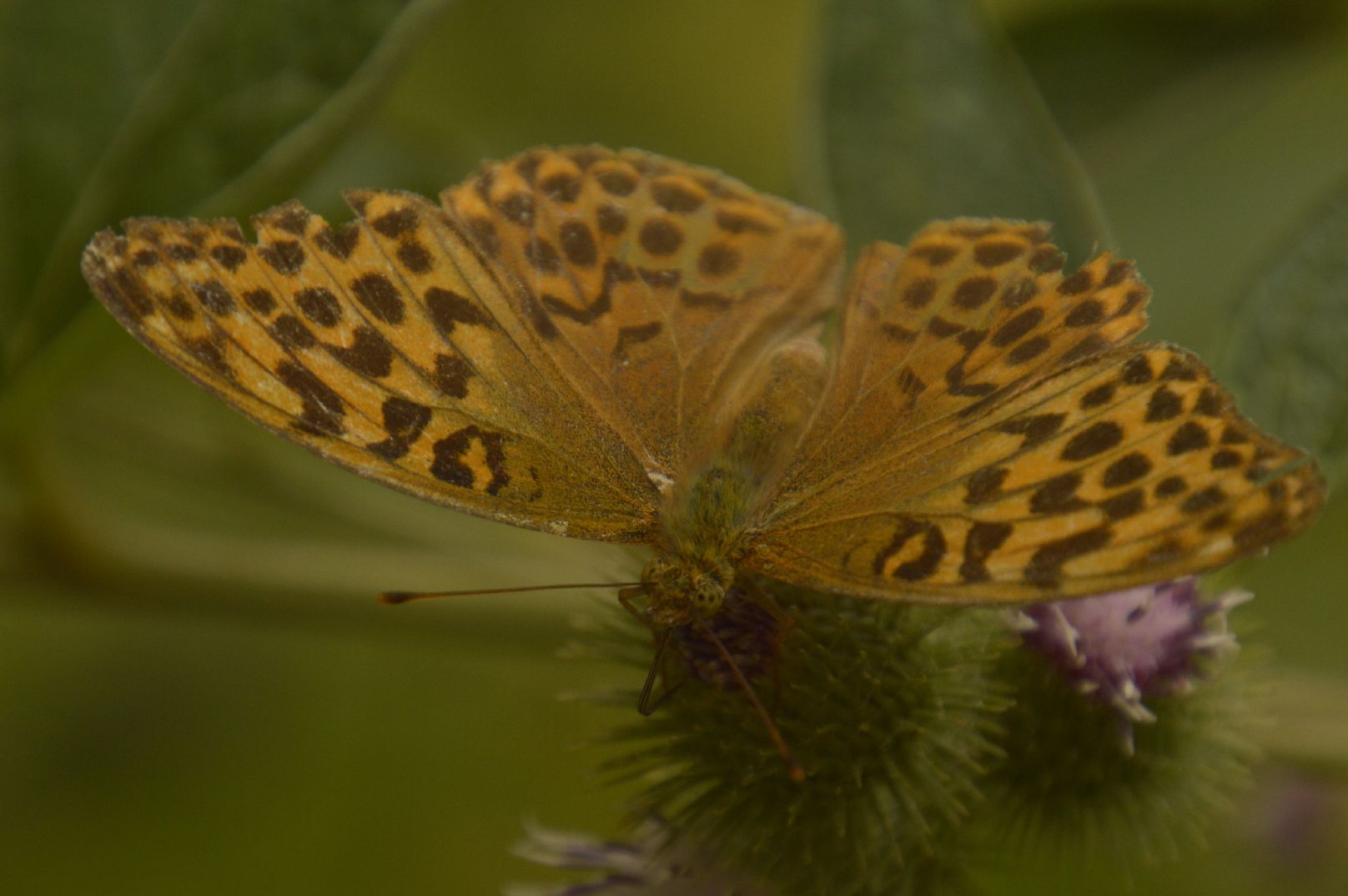 Silver-washed Fritillary Whippendell Woods 30 Jul