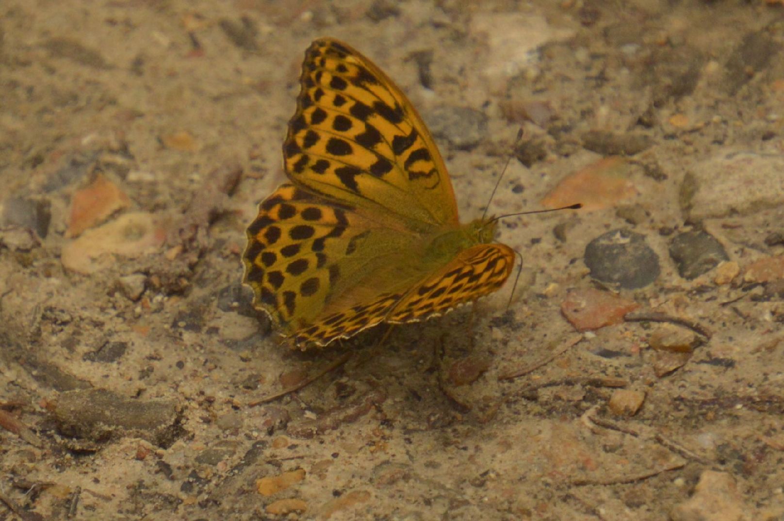 Silver-washed Fritillary Whippendell Woods 3 Jul