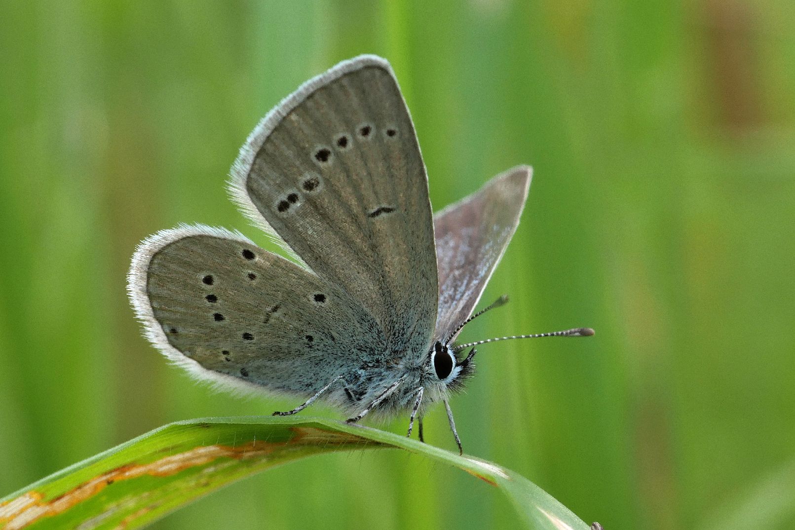 Small Blue Heartwood Forest 9 Jun