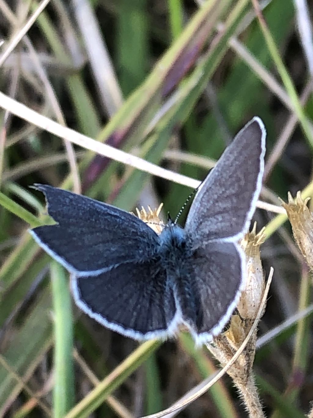 Small Blue Bourne End 5 Aug