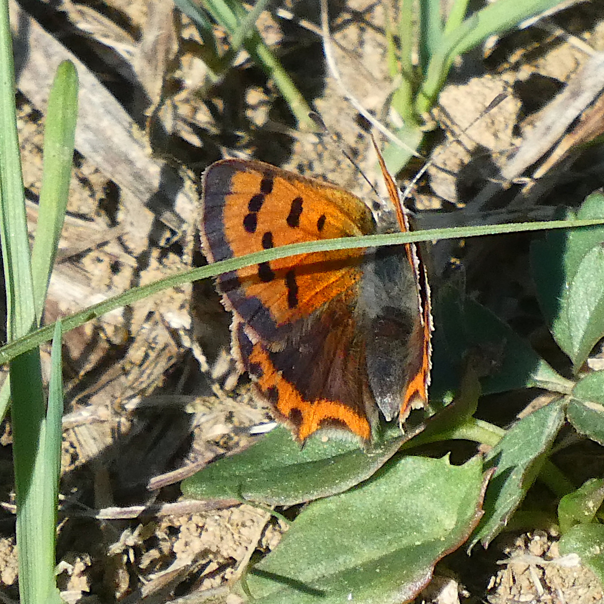 Small Copper Knebworth Park 17 Sep
