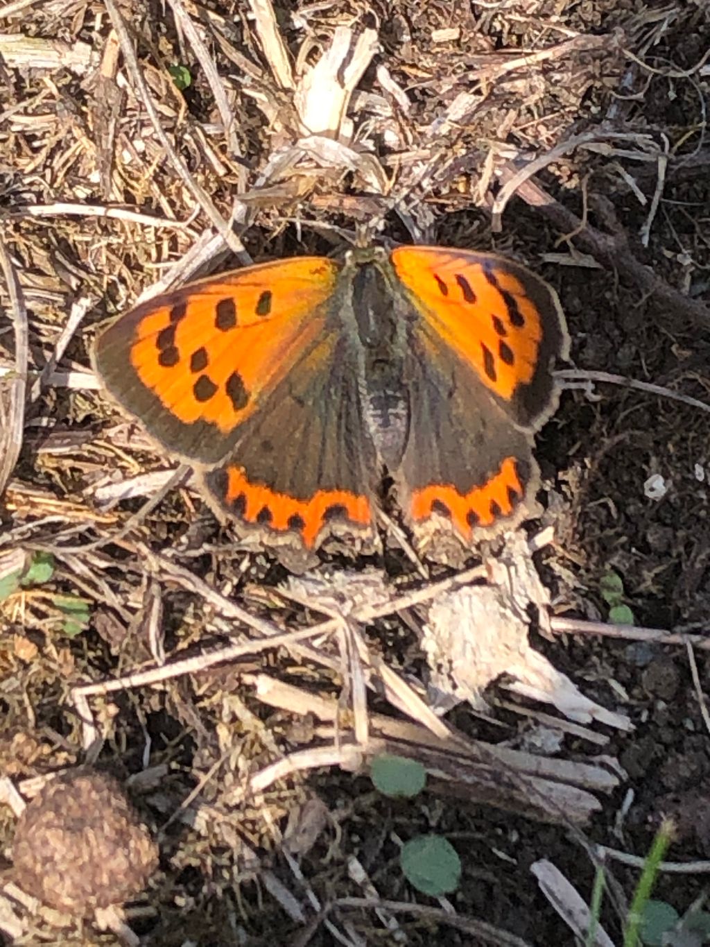 Small Copper St Albans 18 Sep