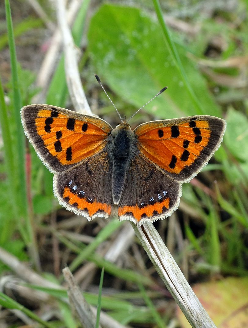 Small Copper Stanwell Moor 10 May