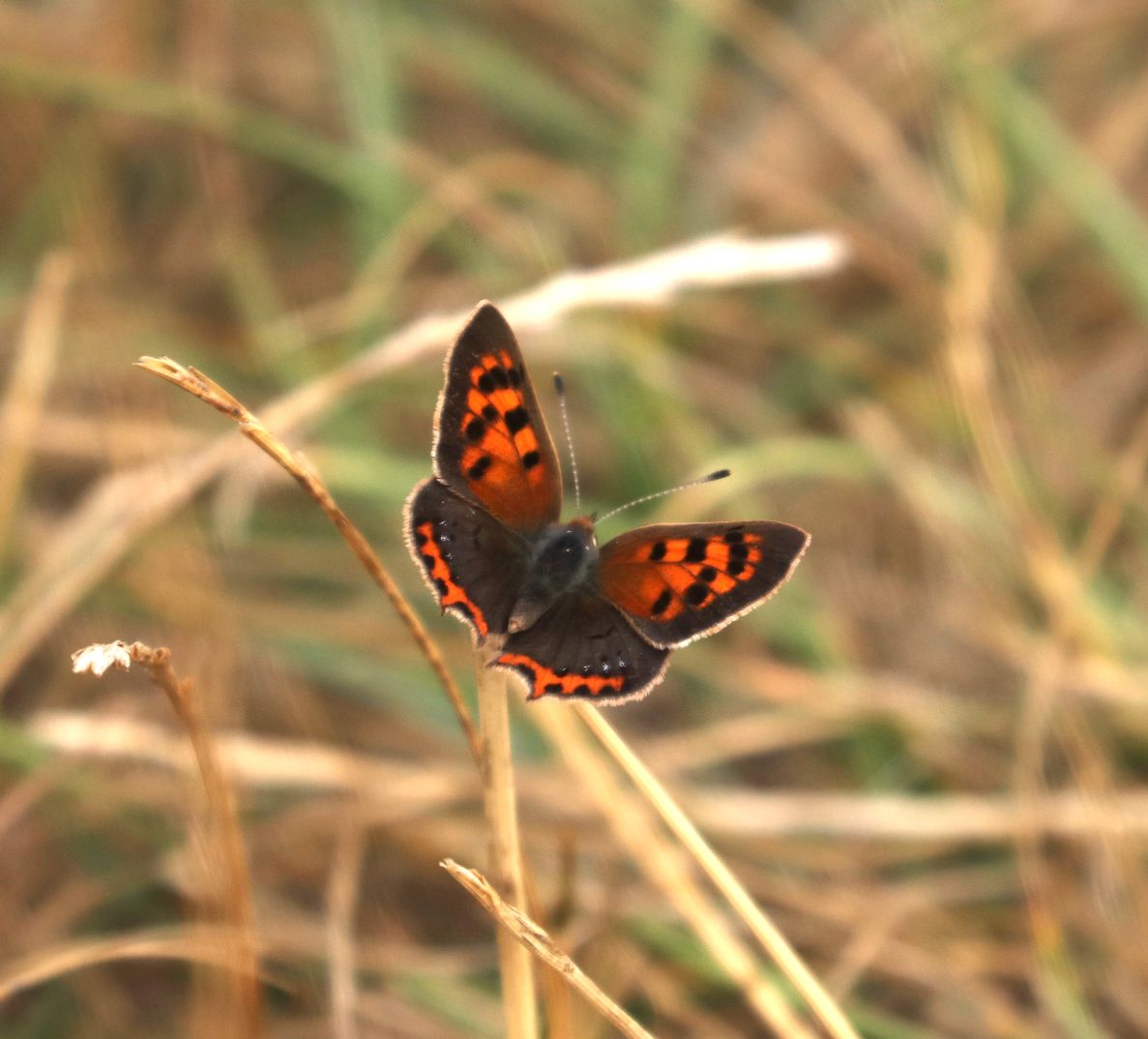 Small Copper Therfield Heath 22 Aug