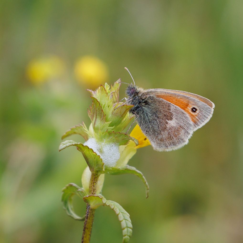 Small Heath Heartwood Forest 28 May