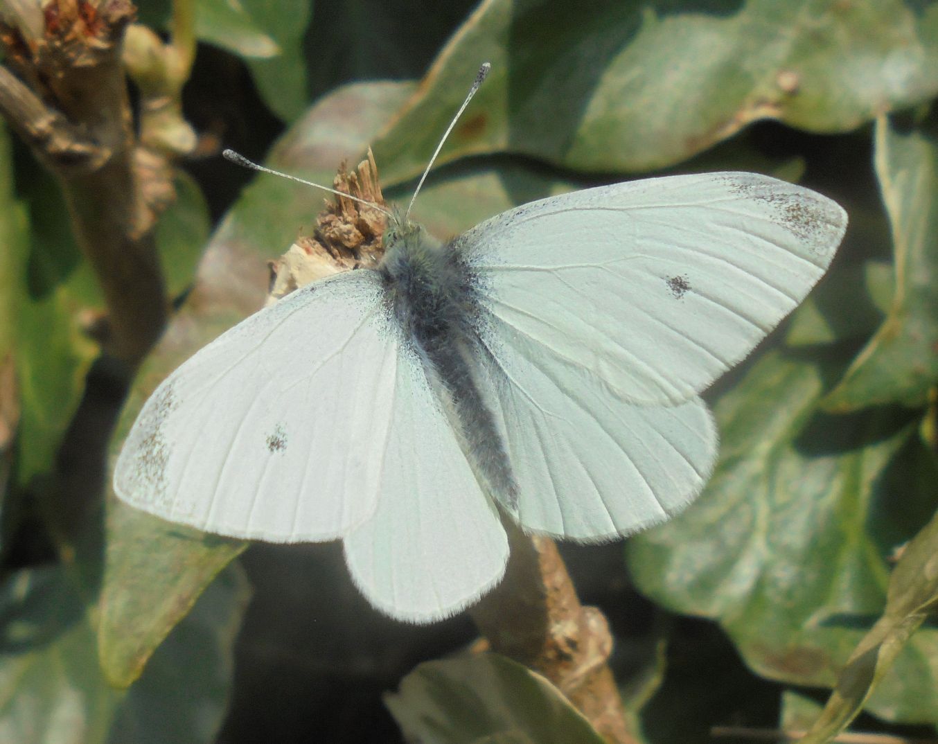 Small White Great Offley 25 Mar