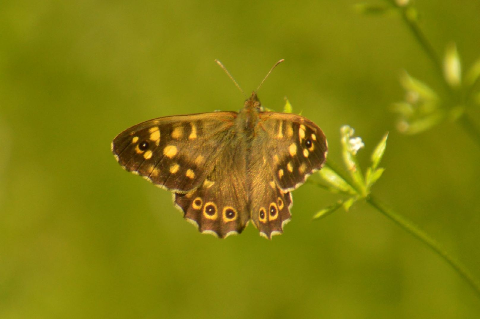 Speckled Wood Cassiobury Park 22 May