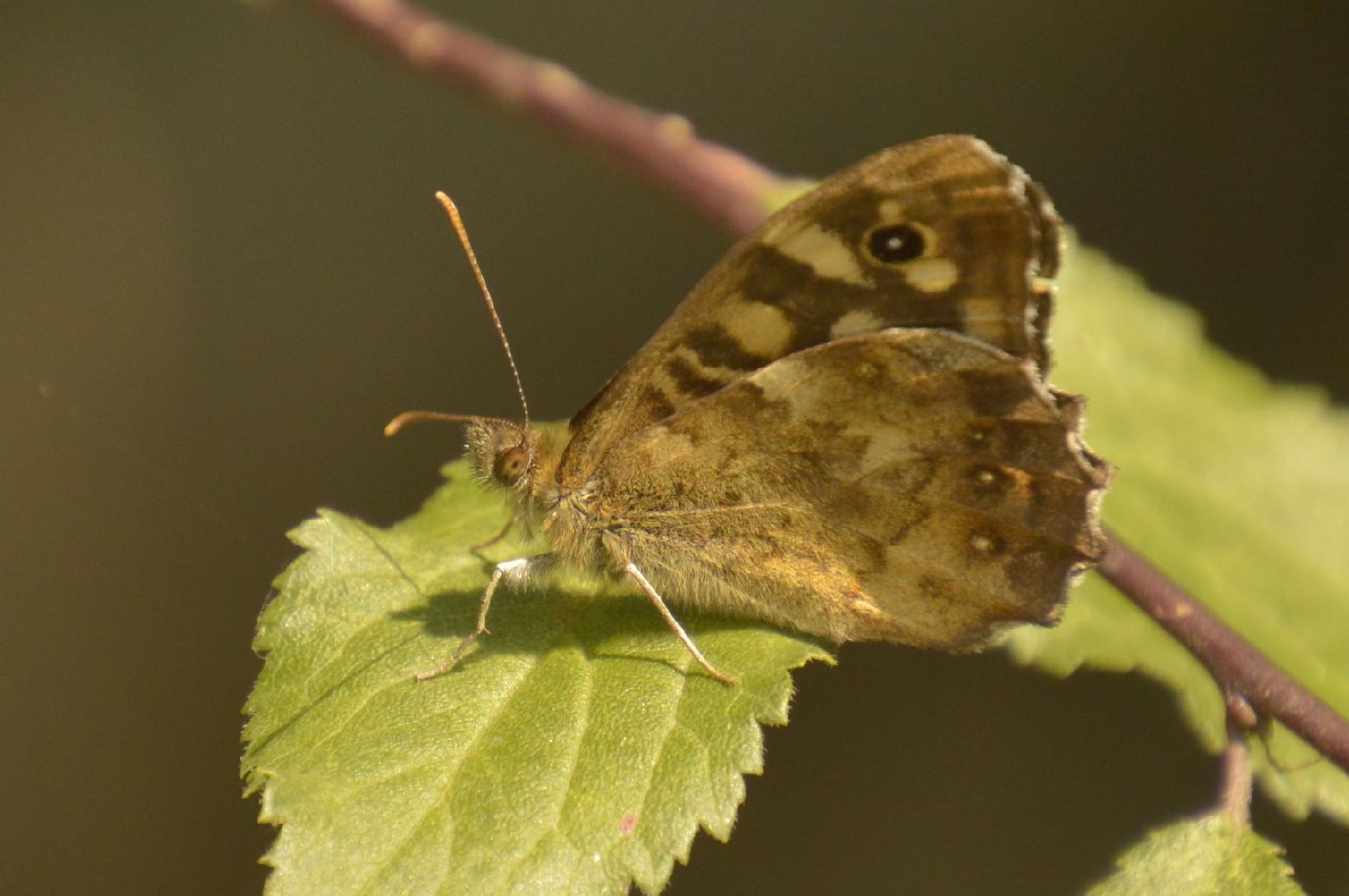 Speckled Wood Merry Hill 27 Aug