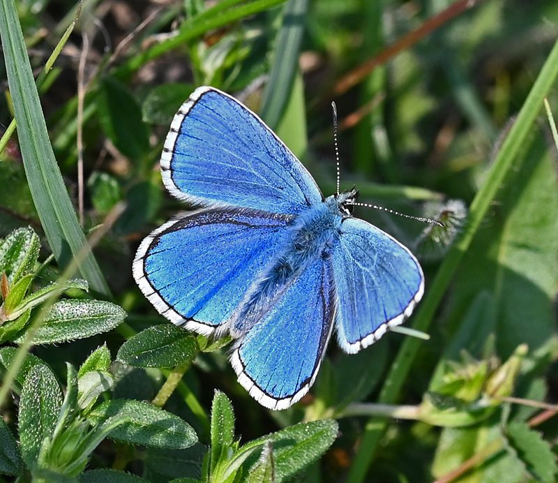 Adonis Blue Therfield Heath 22 May