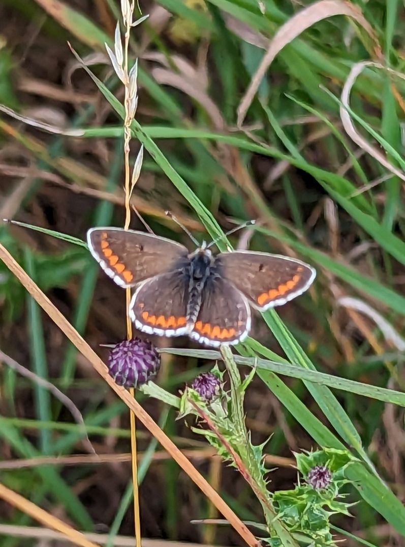 Brown Argus Heartwood Forest 28 Jul