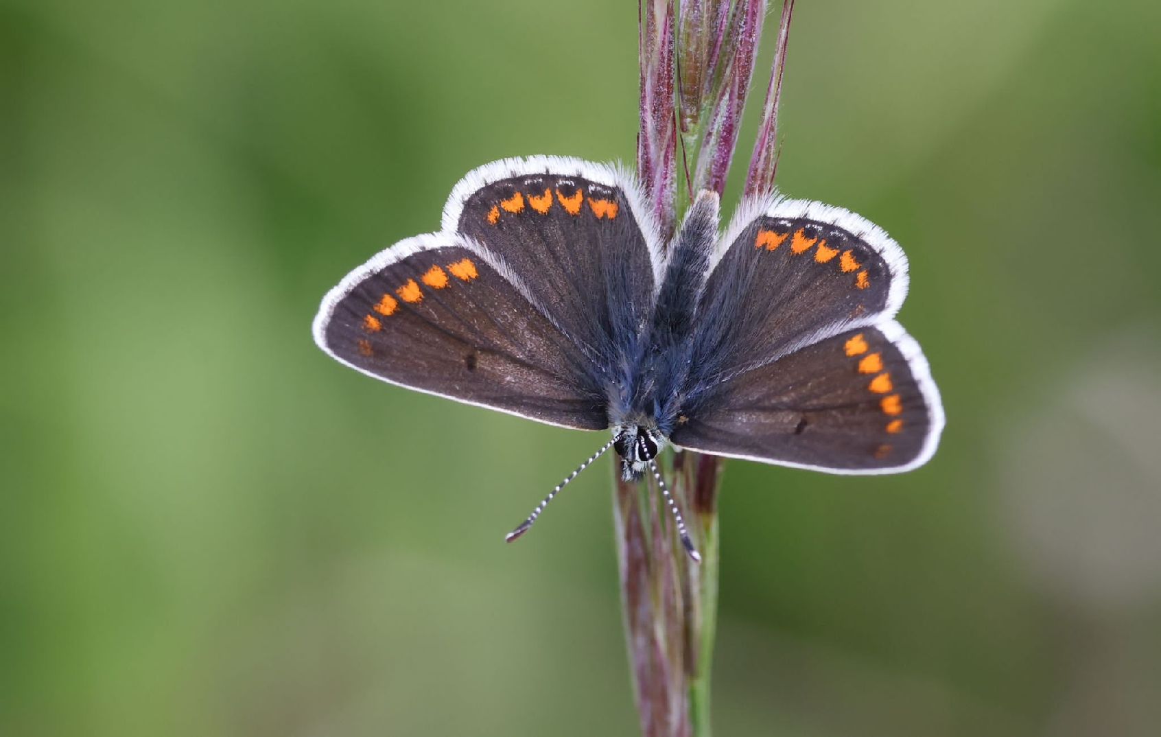 Brown Argus Incombe Hole 20 May