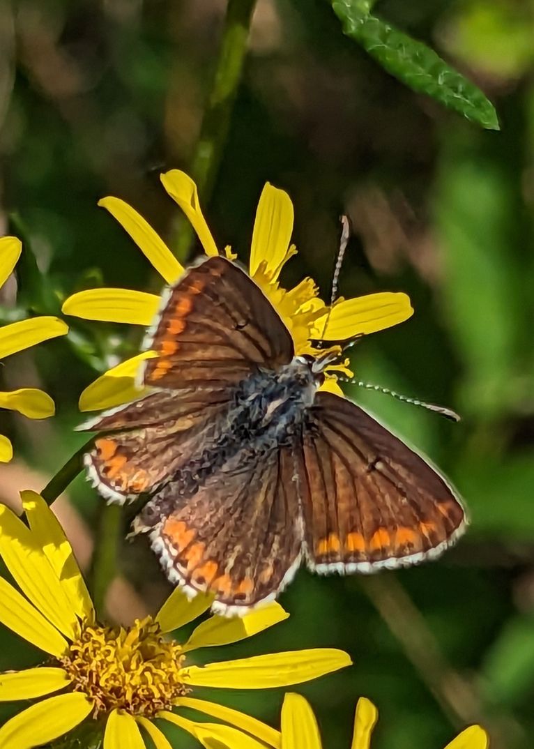 Brown Argus Stafford Road Open Space 17 Aug