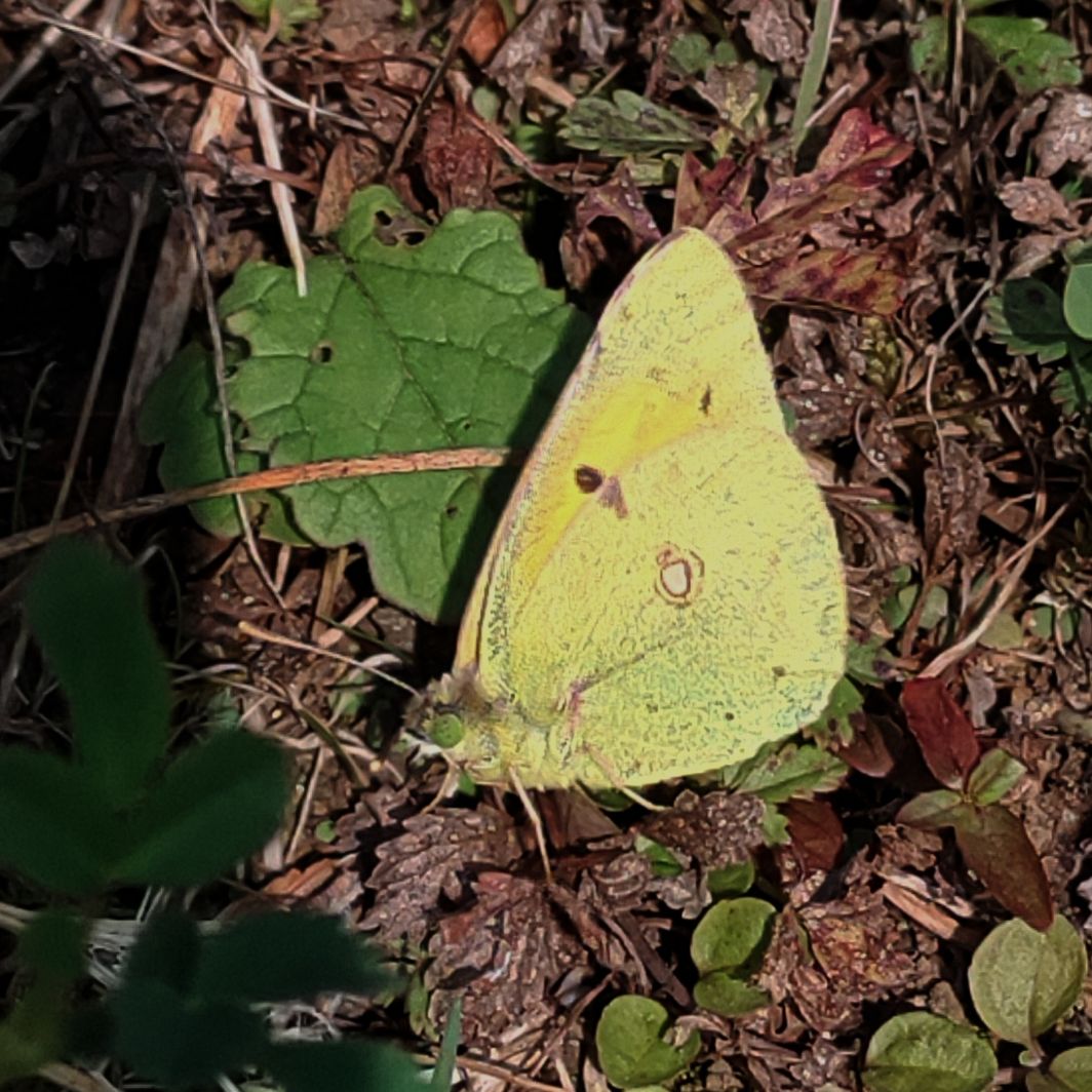 Clouded Yellow Waterford Heath 26 Sep