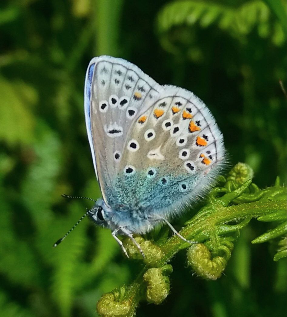 Common Blue Chiswell Green Lane 27 May