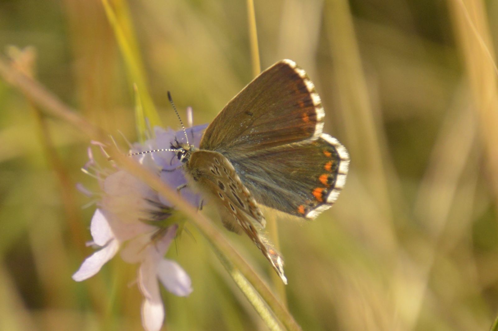 Common Blue Therfield Heath 2 Sep
