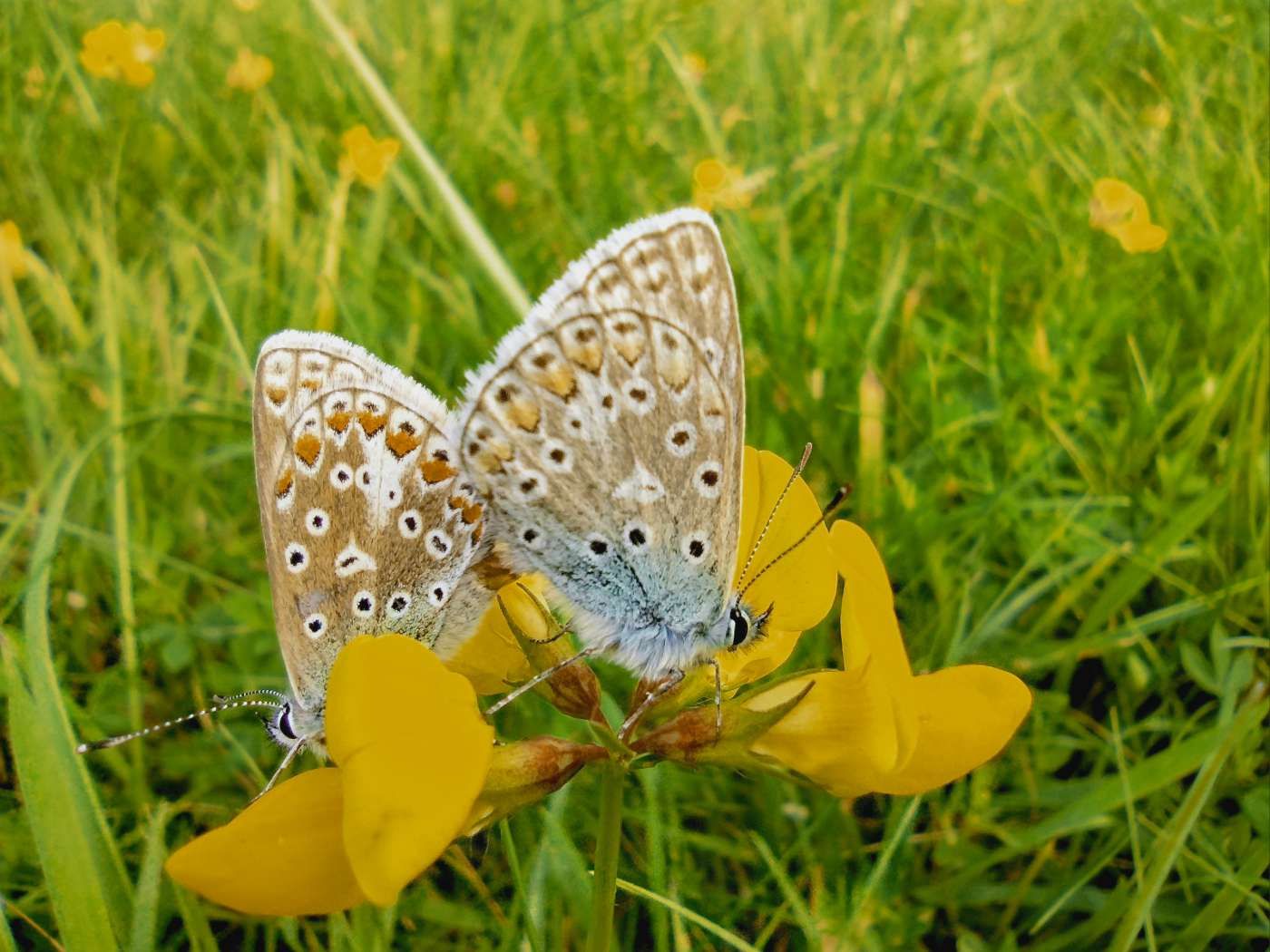 Common Blue pair Stafford Road Open Space 13 Aug