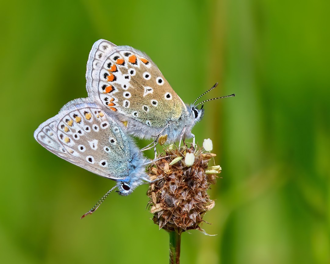 Common Blues Heartwood Forest 27 May