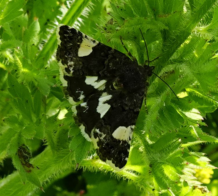 Four-spotted Moth near Barley 9 Jun
