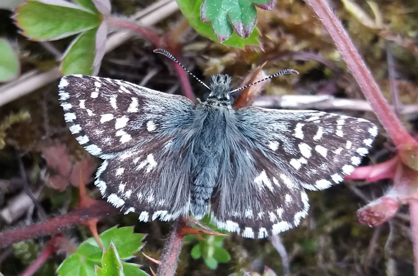 Grizzled Skipper Waterford Heath 16 May