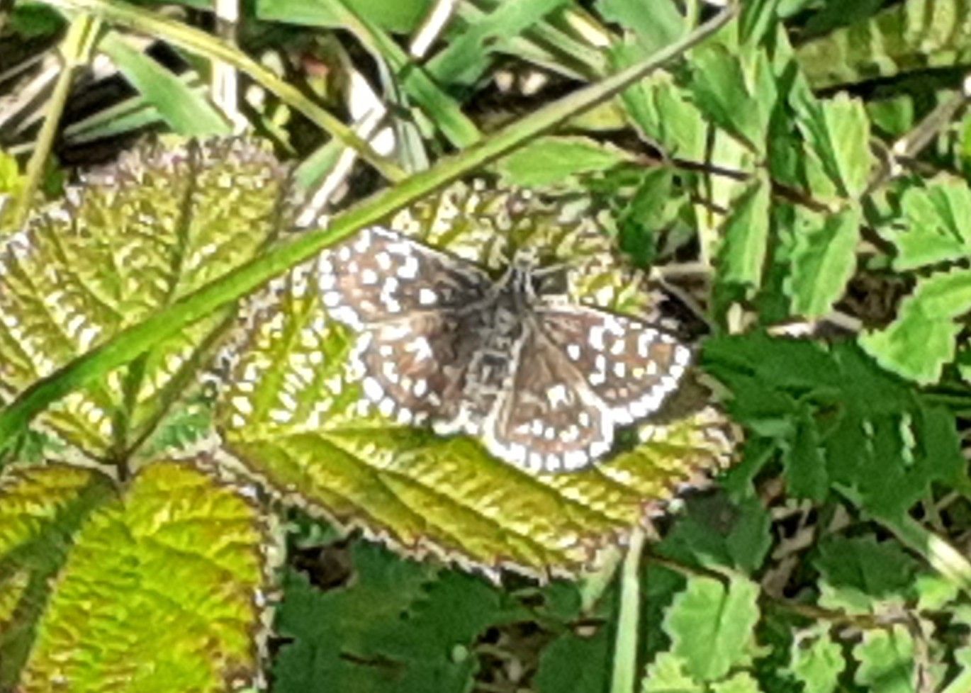 Grizzled Skipper Incombe Hole 16 May