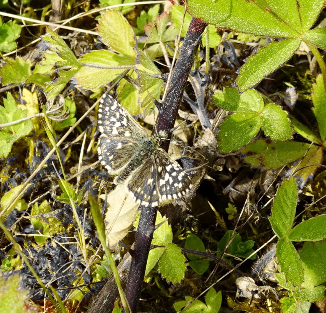 Grizzled Skipper Waterford Heath 28 May