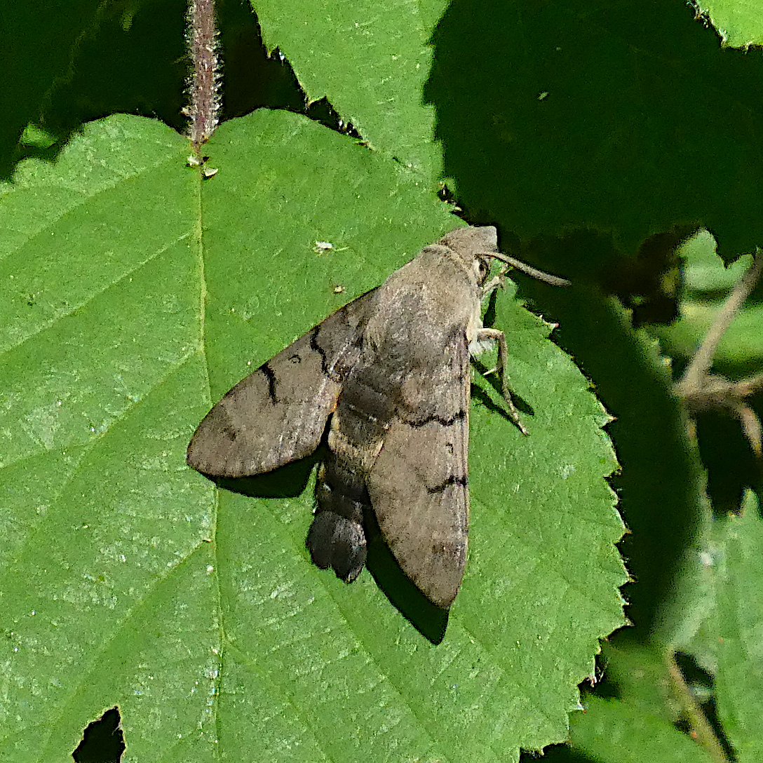 Hummingbird Hawk-moth Newton Wood 3 Jul