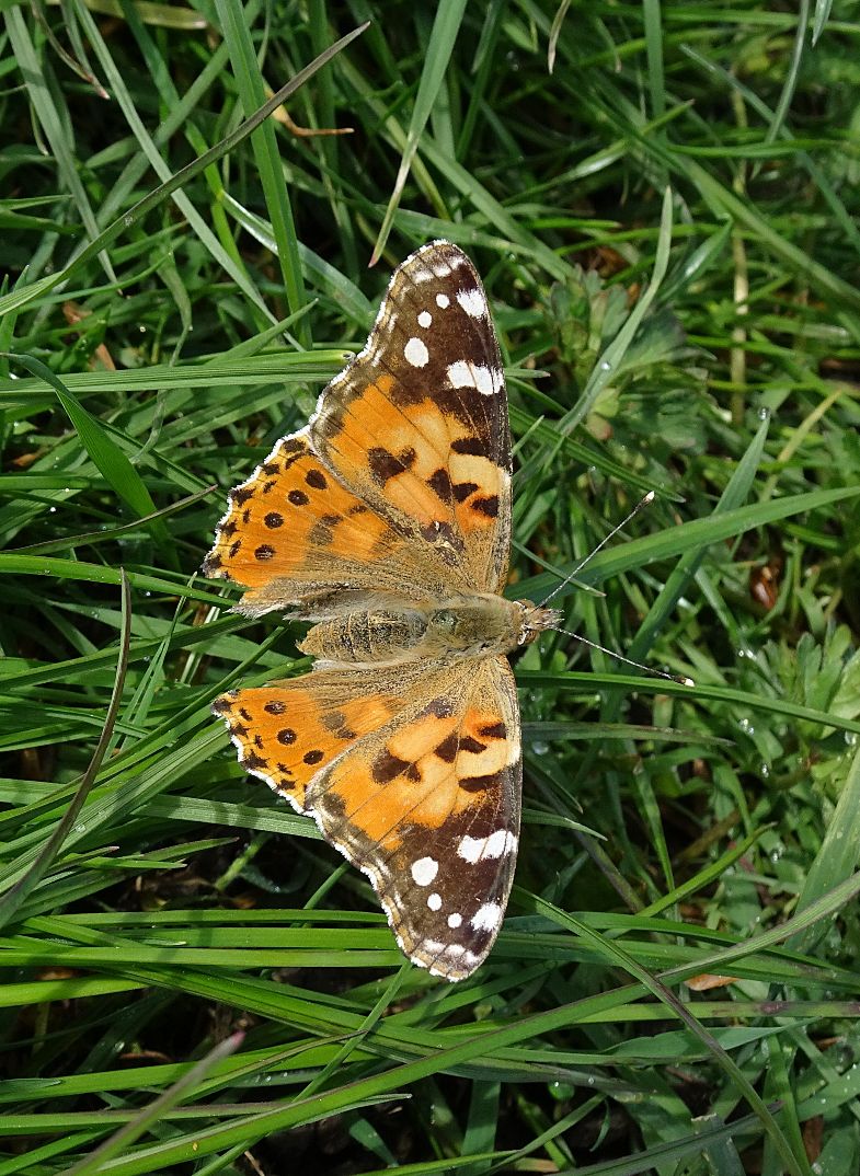 Painted Lady Stanwell Moor 11 Apr