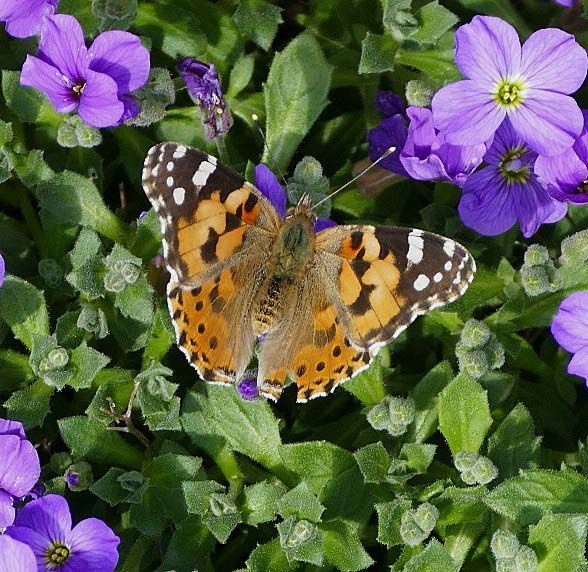 Painted Lady near Tring 7 Apr