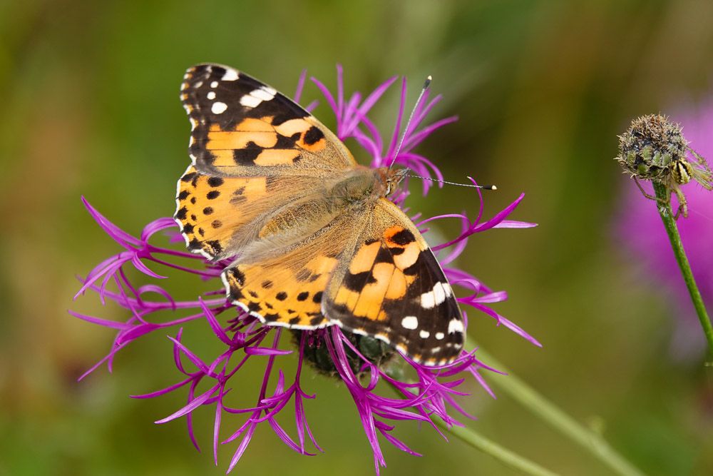 Painted Lady Therfield Heath 11 Jul