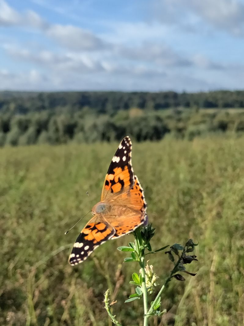 Painted Lady Ware 25 Sep