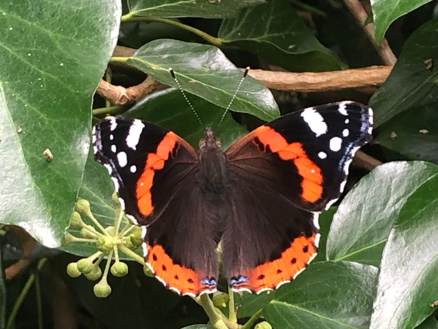 Red Admiral St Albans 10 Sep