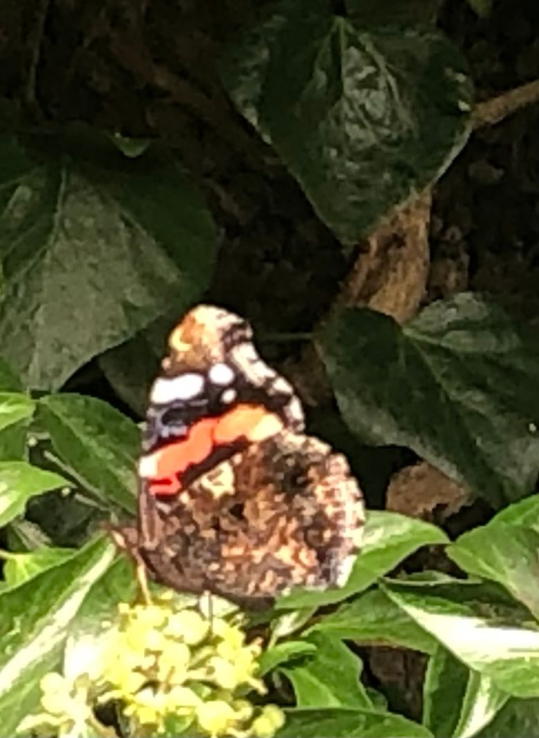 Red Admiral St Albans 6 Sep