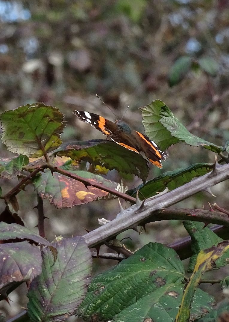 Red Admiral Stanwell Moor 19 Feb