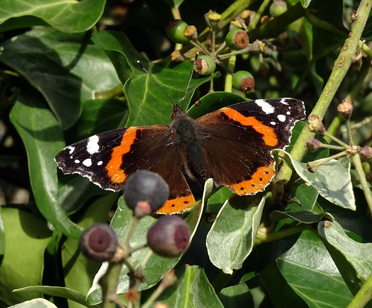 Red Admiral Stanwell Moor 5 Feb