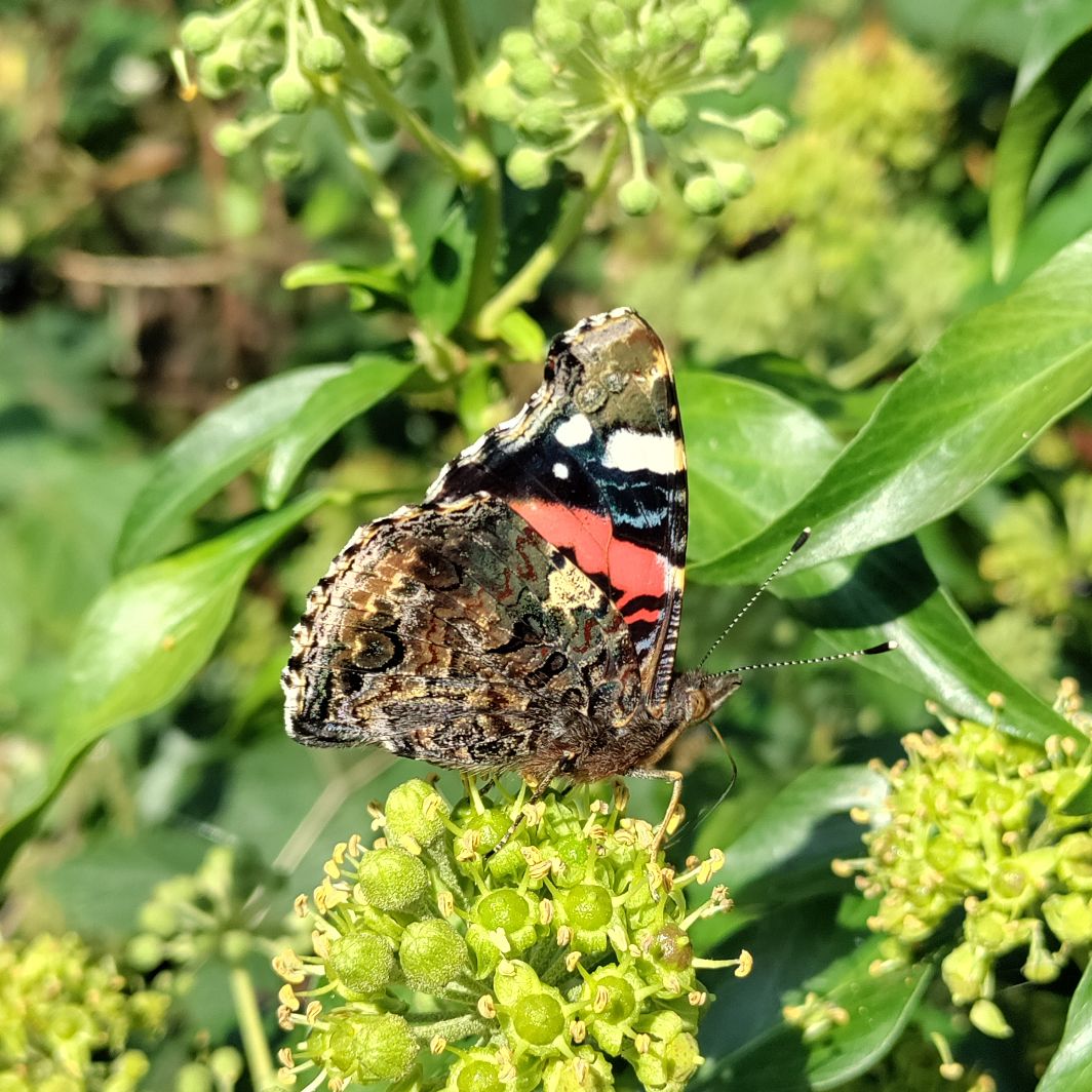 Red Admiral Ware 14 Sep