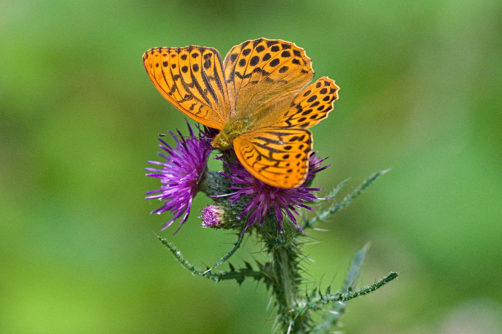 Silver-washed Fritillary Potterscrouch 26 Jun