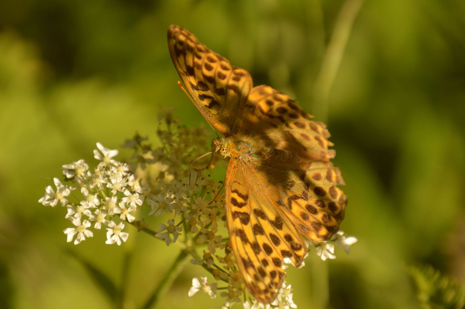 Silver-washed Fritillary Whippendell Woods 29 Jul