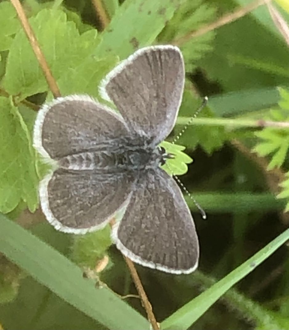 Small Blue Bourne End 11 Aug