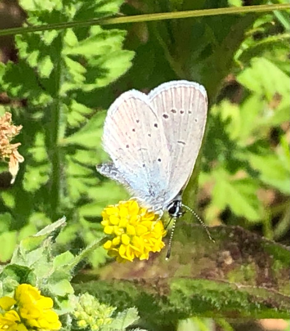 Small Blue Heartwood Forest 8 Jun