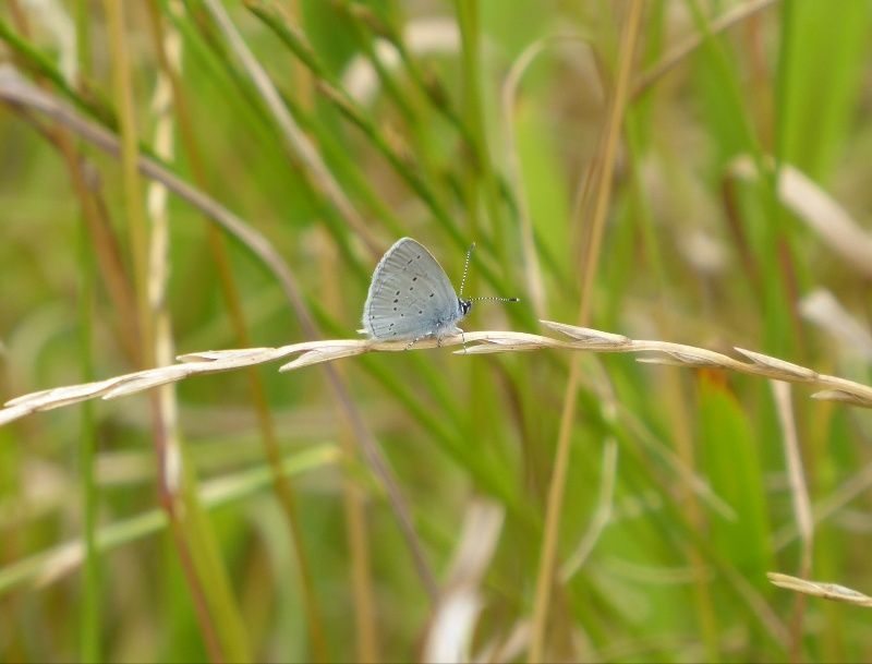 Small Blue Heartwood Forest 22 Jul