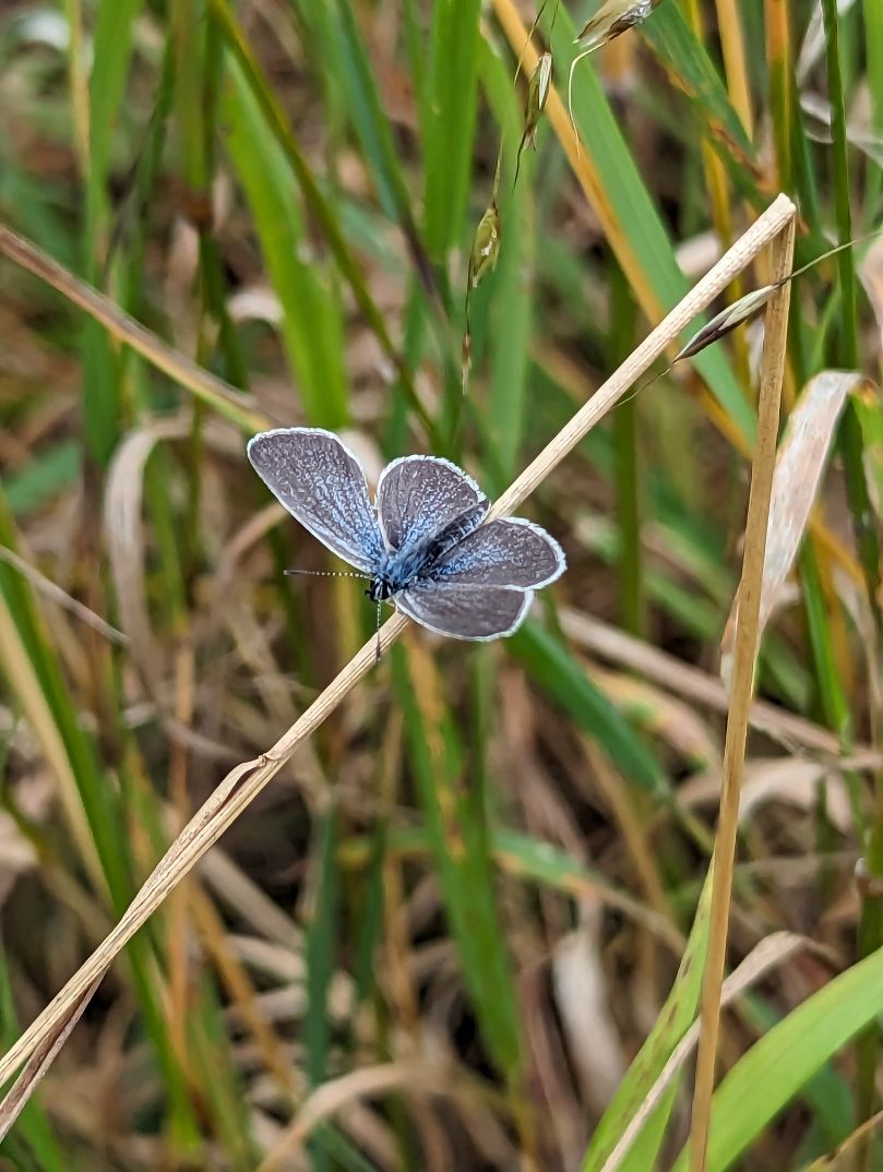 Small Blue Heartwood Forest 28 Jul
