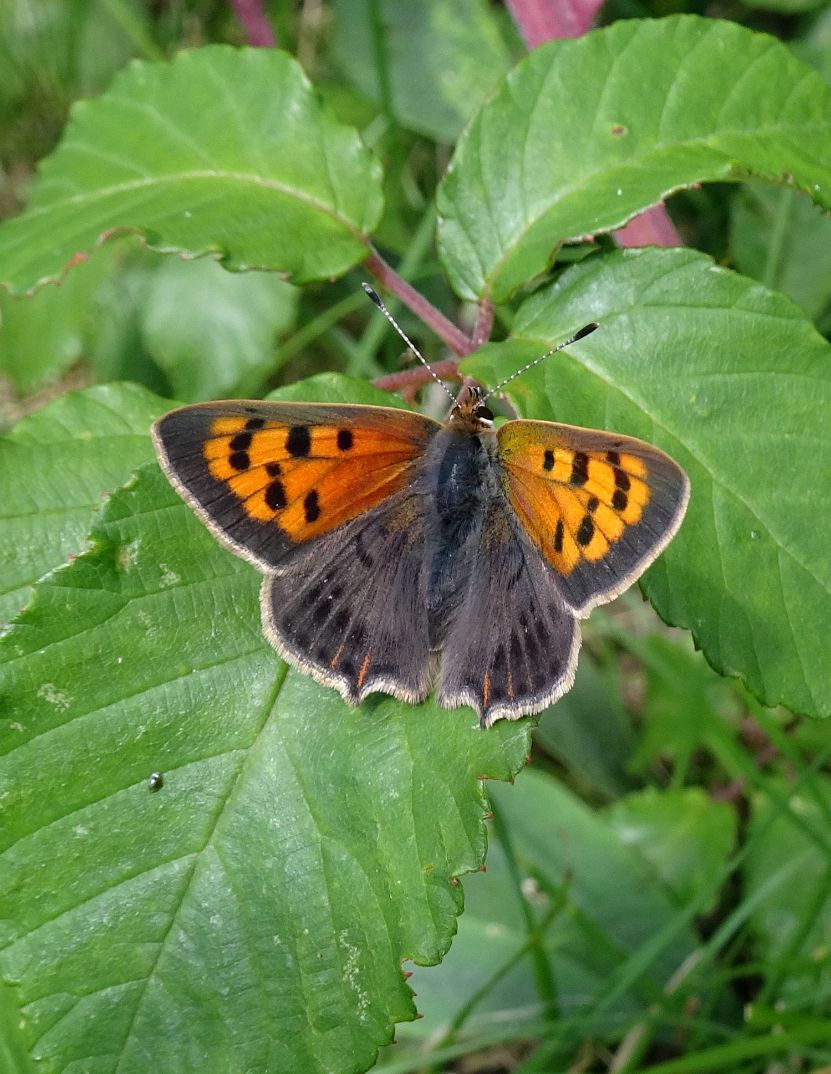 Small Copper Stanwell Moor 12 Jul