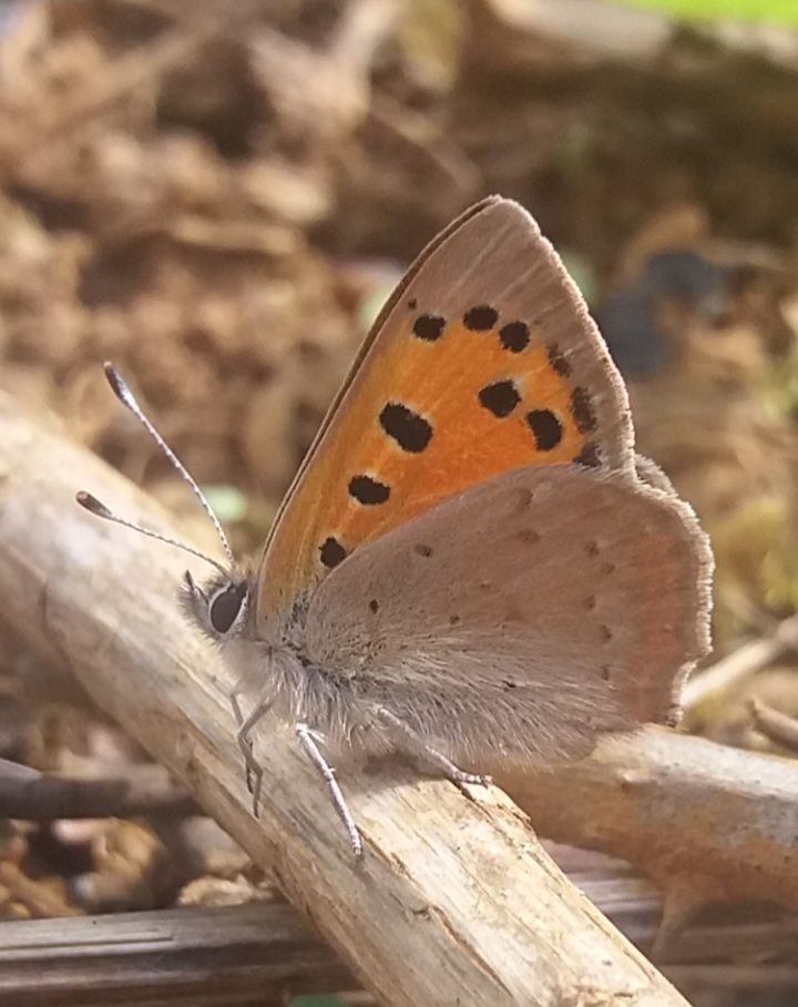 Small Copper Waterford Heath 7 May