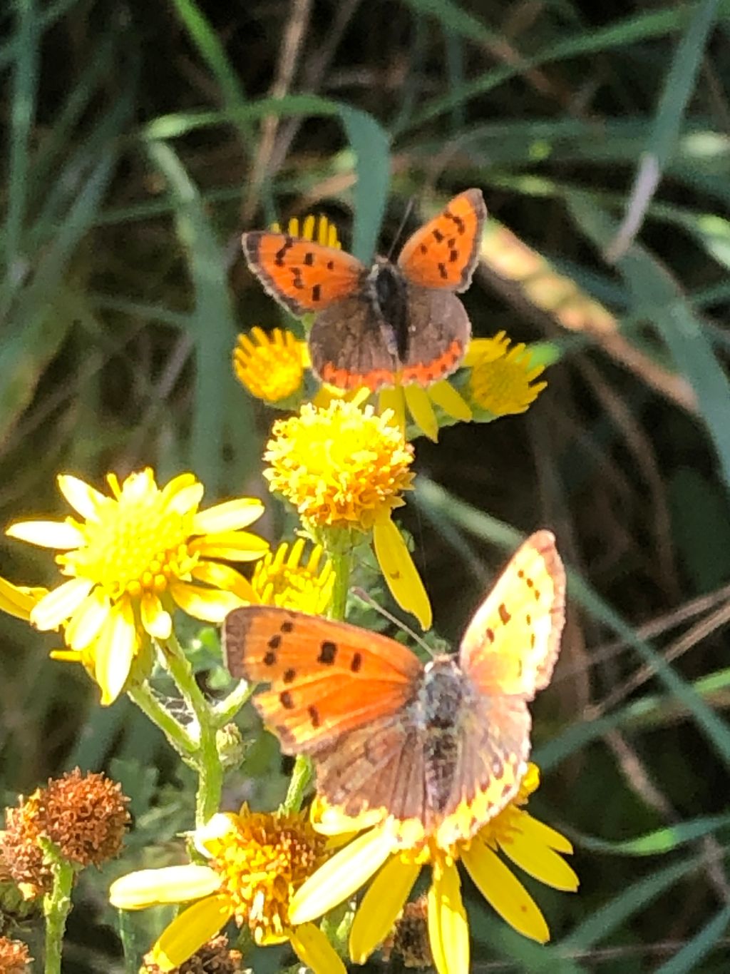 Small Coppers Nomansland Common 9 Oct