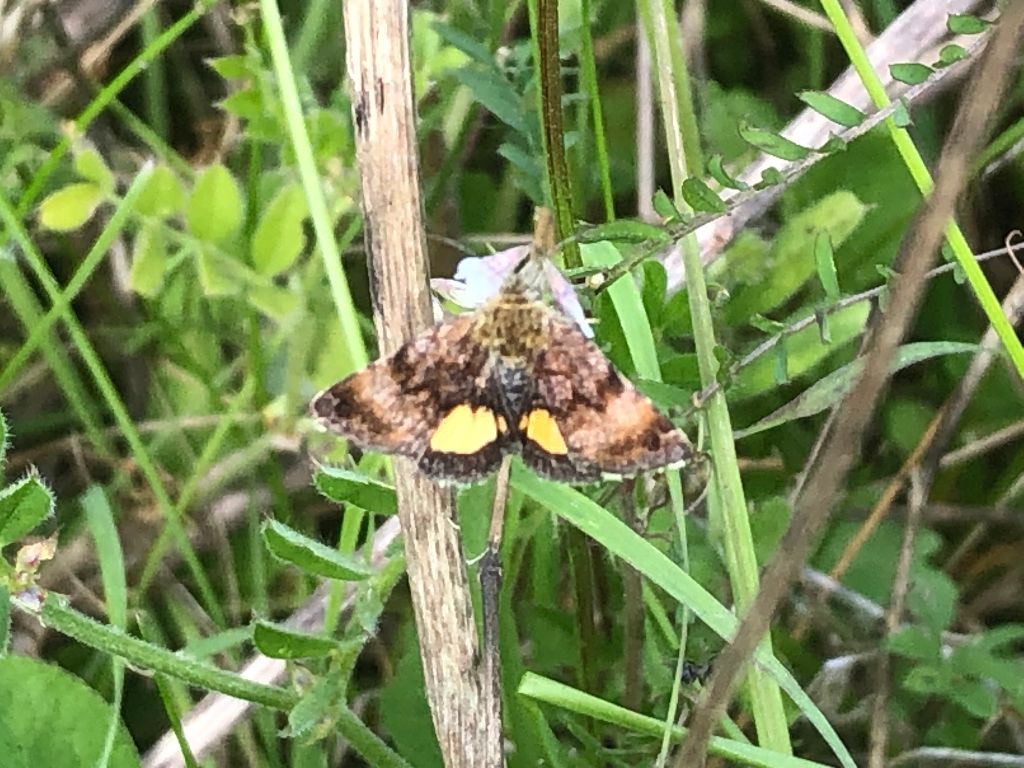 Small Yellow Underwing Bourne End 20 May