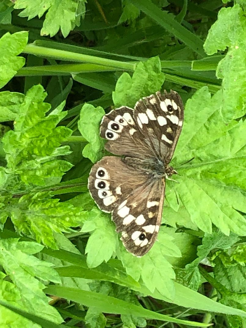 Speckled Wood Hounslow 21 May