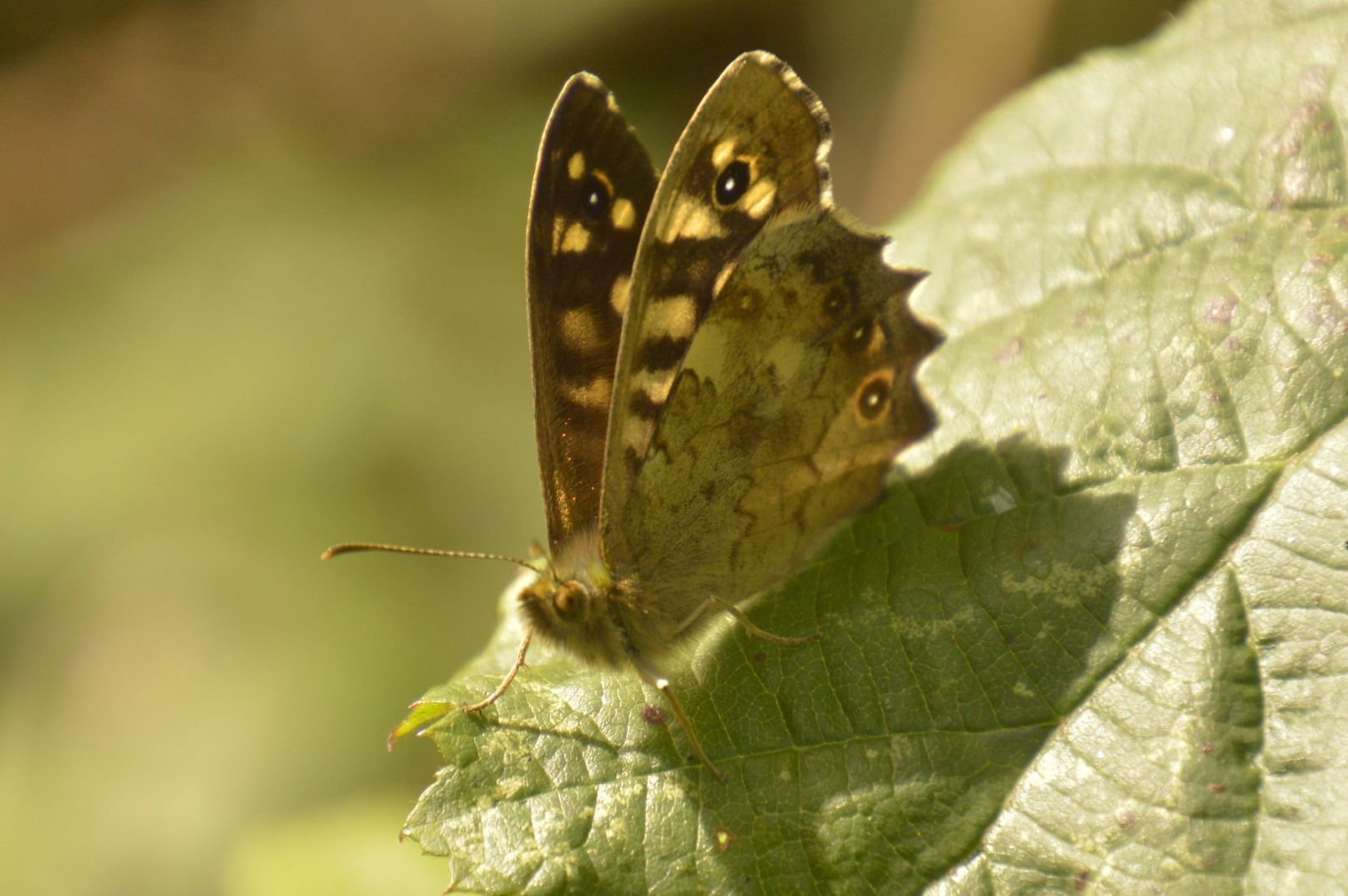 Speckled Wood Stafford Road Open Space 12 Aug